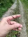 Eragrostis pilosa • علف عشق کرکی