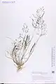 Eragrostis pilosa • علف عشق کرکی