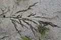 Eragrostis pilosa • علف عشق کرکی