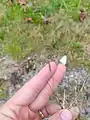 Eragrostis pilosa • علف عشق کرکی