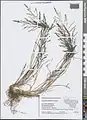 Eragrostis pilosa • علف عشق کرکی