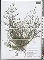 Eragrostis pilosa • علف عشق کرکی