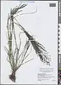 Eragrostis pilosa • علف عشق کرکی