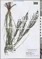 Eragrostis pilosa • علف عشق کرکی