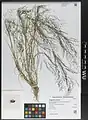 Eragrostis pilosa • علف عشق کرکی