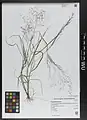 Eragrostis pilosa • علف عشق کرکی
