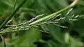 Eragrostis pilosa • علف عشق کرکی