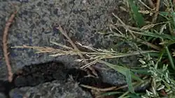 Eragrostis pilosa • علف عشق کرکی