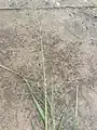 Eragrostis pilosa • علف عشق کرکی