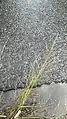 Eragrostis pilosa • علف عشق کرکی