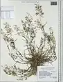 Eragrostis barrelieri • علف عشق مصری