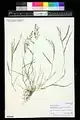 Eragrostis barrelieri • علف عشق مصری