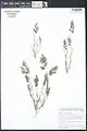Eragrostis barrelieri • علف عشق مصری