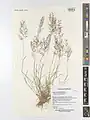 Eragrostis barrelieri • علف عشق مصری