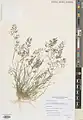 Eragrostis barrelieri • علف عشق مصری