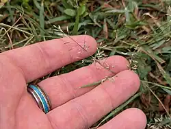 Eragrostis barrelieri • علف عشق مصری