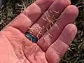 Eragrostis barrelieri • علف عشق مصری