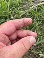 Eragrostis barrelieri • علف عشق مصری