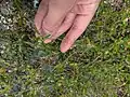 Eragrostis barrelieri • علف عشق مصری