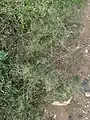 Eragrostis barrelieri • علف عشق مصری