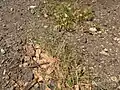 Eragrostis barrelieri • علف عشق مصری
