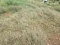 Eragrostis barrelieri • علف عشق مصری