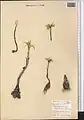 Colchicum robustum • گل حسرت غولآسا