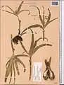 Colchicum robustum • گل حسرت غولآسا