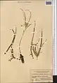 Colchicum robustum • گل حسرت غولآسا