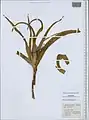 Colchicum robustum • گل حسرت غولآسا