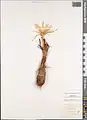 Colchicum robustum • گل حسرت غولآسا