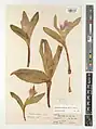 Colchicum kurdicum • گل حسرت کردی