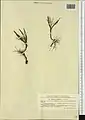 Colchicum soboliferum • گل حسرت جوانهدار