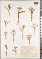 Colchicum soboliferum • گل حسرت جوانهدار