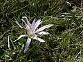 Colchicum soboliferum • گل حسرت جوانهدار