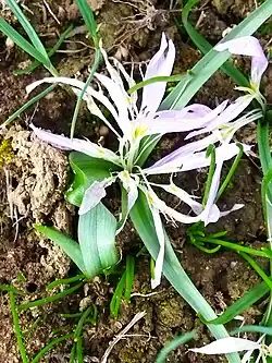 Colchicum soboliferum • گل حسرت جوانهدار