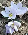 Colchicum triphyllum • گل حسرت سه برگ