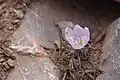 Colchicum triphyllum • گل حسرت سه برگ