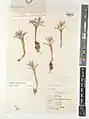Colchicum triphyllum • گل حسرت سه برگ