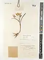 Colchicum triphyllum • گل حسرت سه برگ