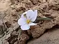 Colchicum triphyllum • گل حسرت سه برگ