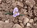 Colchicum triphyllum • گل حسرت سه برگ