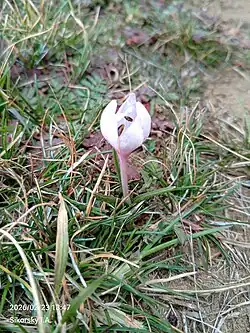 Colchicum triphyllum • گل حسرت سه برگ