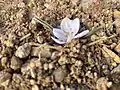 Colchicum triphyllum • گل حسرت سه برگ