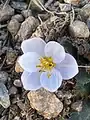 Colchicum triphyllum • گل حسرت سه برگ