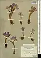 Colchicum raddeanum • گل حسرت کوهستانی