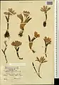 Colchicum raddeanum • گل حسرت کوهستانی