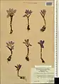 Colchicum raddeanum • گل حسرت کوهستانی
