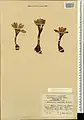 Colchicum raddeanum • گل حسرت کوهستانی