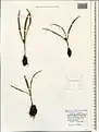 Colchicum trigynum • گل حسرت قفقازی